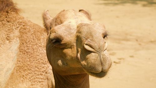 Close-up of a horse