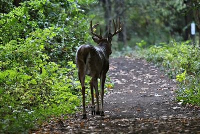 Deer standing in a forest