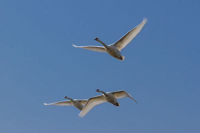 Low angle view of mute swans flying against clear blue sky