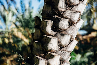 Close-up of plant against blurred background