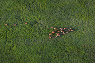 Aerial view of red deer herd running in sedge grass
