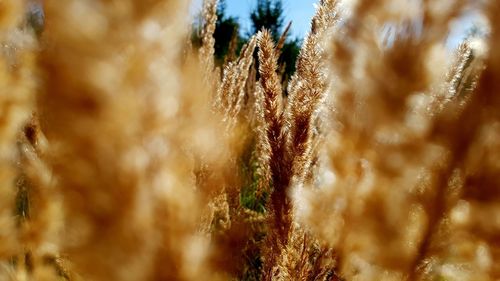 Close-up of plants on field against sky