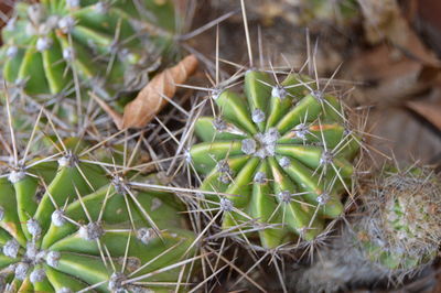 Close-up of plant against blurred background