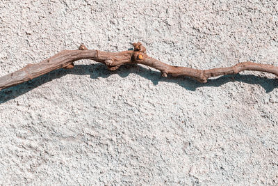 High angle view of lizard on wall