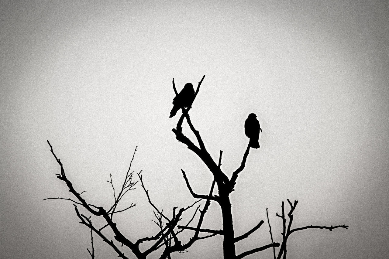 LOW ANGLE VIEW OF SILHOUETTE BIRD PERCHING ON TREE