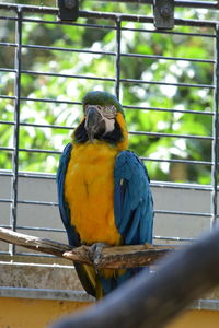 Close-up of a bird in cage