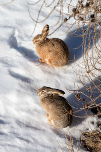 Two rabbits enjoying the morning sun