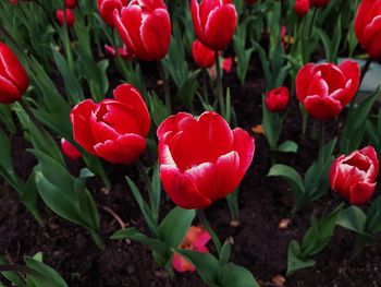 Close-up of red tulips in field