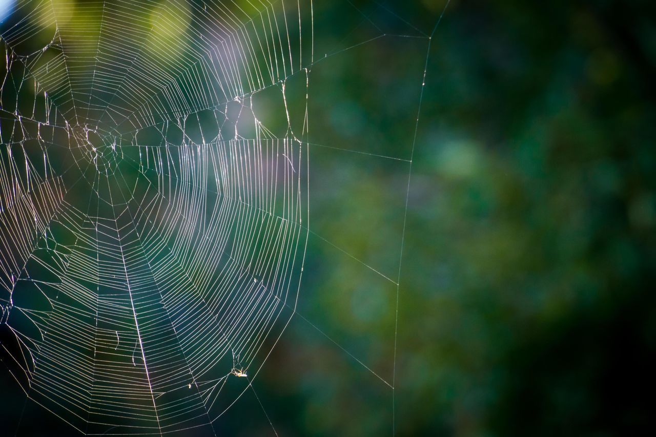 CLOSE-UP OF SPIDER WEB IN THE DARK