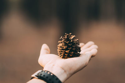 Close-up of hand holding pine cone