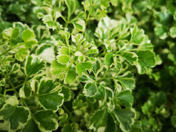 Close-up of green leaves