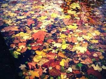 Maple leaves in autumn
