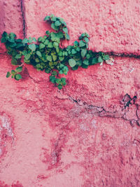 Close-up of ivy on wall