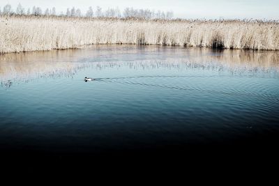 Birds in lake