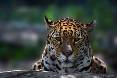 Close-up portrait of leopard
