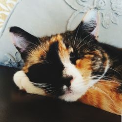 Close-up of cat