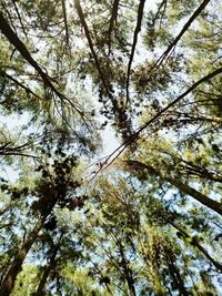 Low angle view of tree in forest