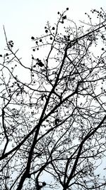 Low angle view of flower tree against clear sky