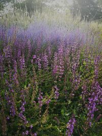Purple flowering plants on field