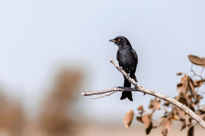 Close-up of bird perching on branch