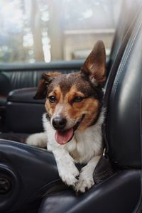 Portrait of dog sitting in car