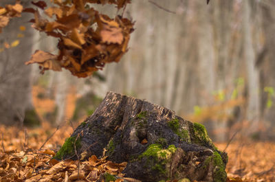 Close-up of dry leaves on tree trunk in forest