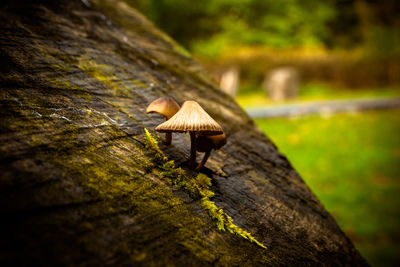 Mushrooms growing on wood