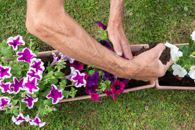 Gardener transplants seedlings of petunias in a hanging pot to the window