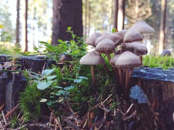 Close-up of mushroom growing in forest