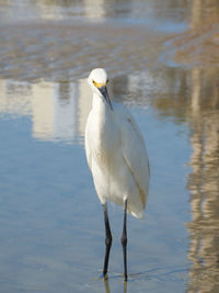 Close-up of bird perching on lake