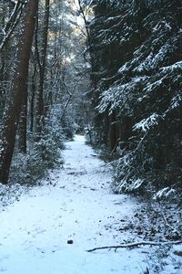 Snow covered road amidst trees in forest