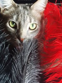 Close-up portrait of cat