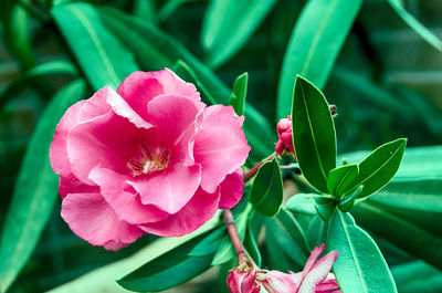 Close-up of pink orchid blooming outdoors