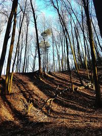 Trees growing on field in forest against sky
