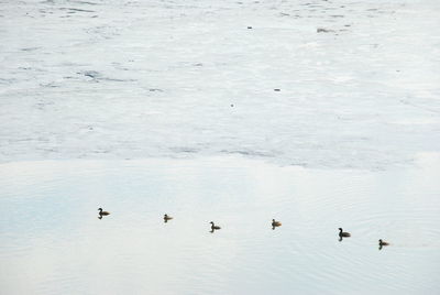 High angle view of ducks swimming in lake