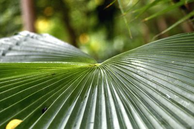 Close-up of leaf