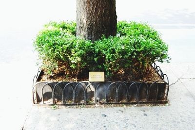 Plants growing on a tree
