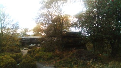 Trees in forest against sky