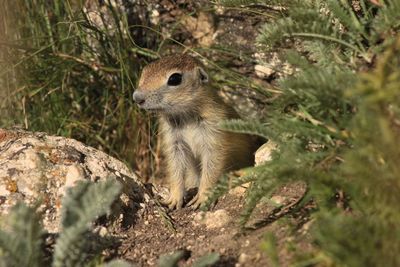 Close-up of squirrel on rock