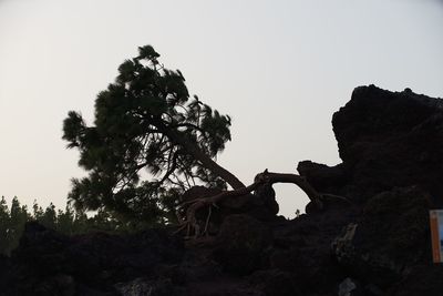 View of a tree against clear sky