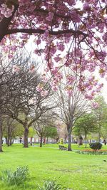 Trees growing in park