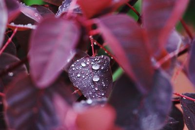 Close-up of water drops on flowers