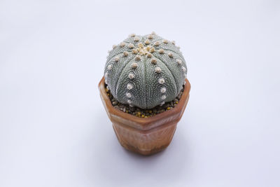 High angle view of shell on table against white background