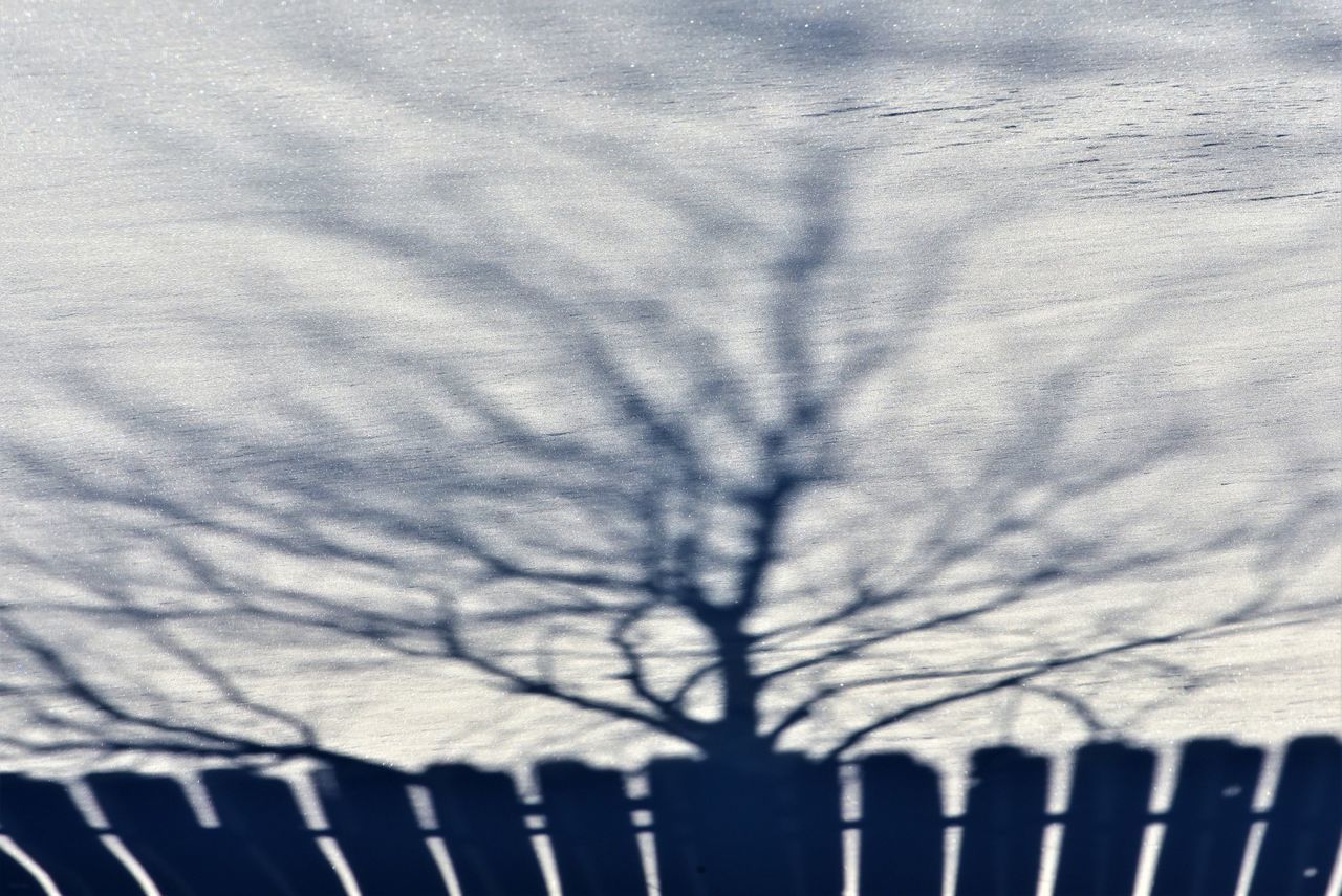 CLOSE-UP OF BARE TREE ON SNOW