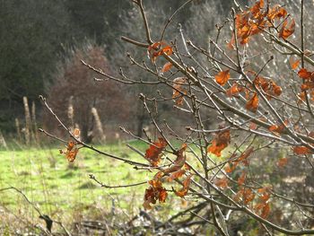 Close-up of tree in forest