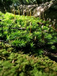 Close-up of plants growing on field