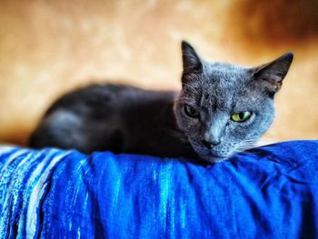 Close-up portrait of cat lying down