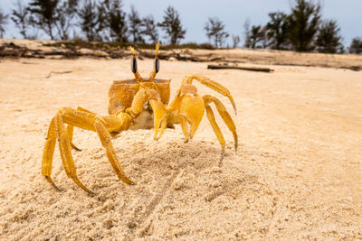 Close-up of a animal on sand