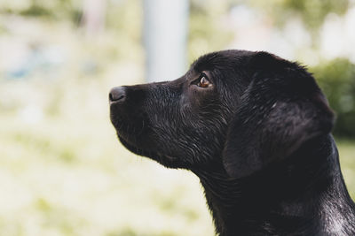 Black dog looking away while sitting on field