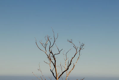 Low angle view of bare tree against clear sky